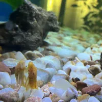 ماهی لجن‌خوار پوزه بوته‌ای