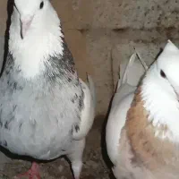 سرخه شهر فتح المبین