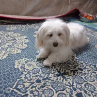 سگ پاکوتاه|سگ|میبد, |دیوار