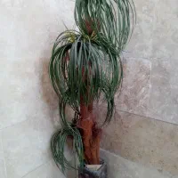 گل های نخل خرما.بید.گندمی.الوورا.کاکتوس