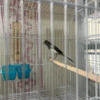 فروش تعدادی قناری