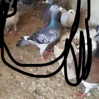 آلمانی مسافتی و جوجه رنگه