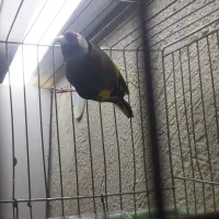 سهره نره پاییزه معاوضه با ماده قناری|پرنده|بروجرد, |دیوار