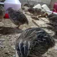 بلدرچین|حیوانات مزرعه|خمینیشهر, |دیوار