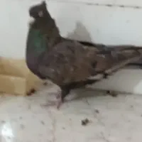 کبوتر تافته ای|پرنده|شیراز, پودنک|دیوار