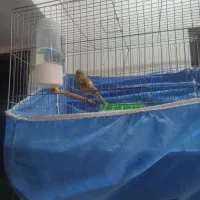 قناری نر سالم