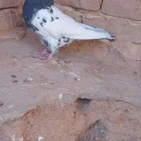 کفتر کله دم سیاه|پرنده|تربت جام, کشتارگاه|دیوار