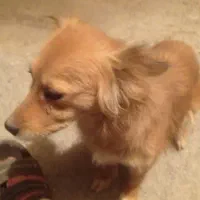 سگ  پاپی