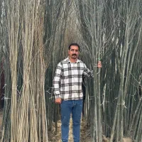 فروش نهال کبوده رشد سریع و مقاوم به سرما|خدمات باغبانی و درختکاری|سلماس, |دیوار