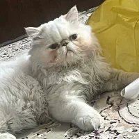 گربه اسکاتیش|گربه|صدرا-فارس, فاز ۱|دیوار