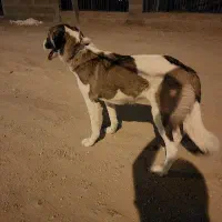 سگ اهلی و نگهبان|سگ|کرمان, |دیوار