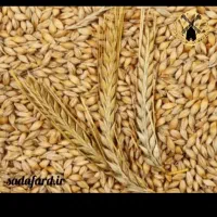 فروش جو بذری ویلما.سرآرود..محصولات  شماروخریدارم