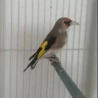 سرکرمانی|پرنده|قوچان, |دیوار