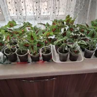 گل حسن یوسف لیوانی