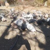 تعداد کبوتر سرور نکریز نک جمفروشی یکجا|پرنده|ساروق, |دیوار