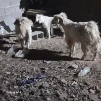 فروش کره نر و ماده شیر مست چاق