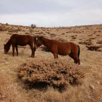 یک اسب به فروش میرسد|اسب و تجهیزات اسبسواری|فلارد, |دیوار