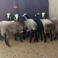 بره قوچهای شال