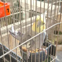 عروس هلندی فوری|پرنده|پردیس, فاز ۲|دیوار