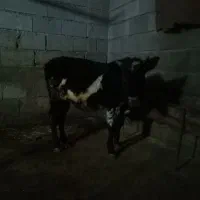 گاو گوساله نر ورزا