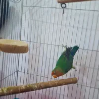 طوطی برزیلی اوپال|پرنده|پاکدشت, پاکدشت (مامازند)|دیوار