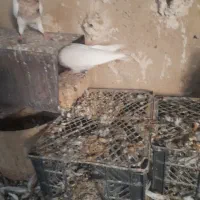 کفترطوق شازده نروماده بیضا|پرنده|زرقان, |دیوار