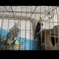 عروس هلندی معاوضه باهرچی