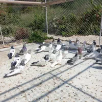 کبوتر کلدم سبز و کله قرمز دم سیاه سو قدیم کاکول