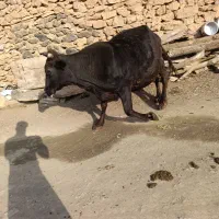 گاو|حیوانات مزرعه|مریوان, |دیوار