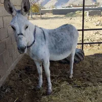 الف ماده آبستن