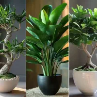 نمایندگی رسمی قرص کود گیاهی/رشدسریع گل وگیاه