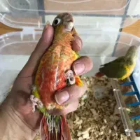 گرینچیک ۳۵ روزه