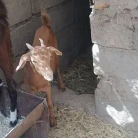 کهره مورسیا