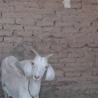 فروش بز