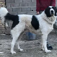 سگ گله گوسفندی جا نوری مخصوص خاص پسندا آلابای