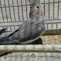 یک عدد عروس هلندی
