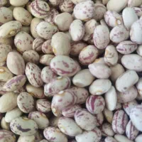 لوبیا چیتی درجه یک