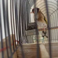 سهره سرسیاه دورگ|پرنده|شیراز, نصر|دیوار