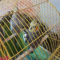 عروس هلندی مولد