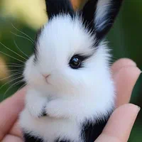 چشم آهویی مینیاتوری مینی لوپ فانتزی ریزه