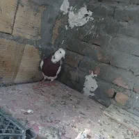 کبوتر طوقی نر