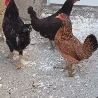 سلام فروش دو عددمرغ ویک خروس