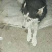 فعالیتهای اجتمایی سگهاپیداشده|حیوانات|سبزوار, ایزی شهر|دیوار