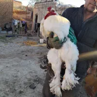 مرغ و خروس برهما اصل رومانی