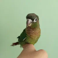 گرینچیک|پرنده|مشهد, ادیب نیشابوری (شهرک غرب)|دیوار