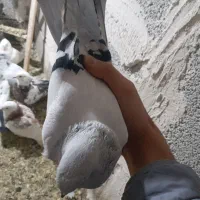 کبوتر نرو ماده شامی