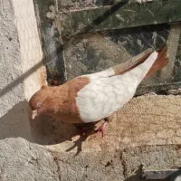 کبوتر درجه یک