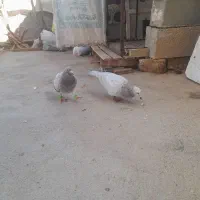 کبوتر  جفتی