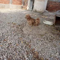 معاوضه با پژدر یا سرابی