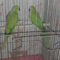 ملنگو اروندکنار